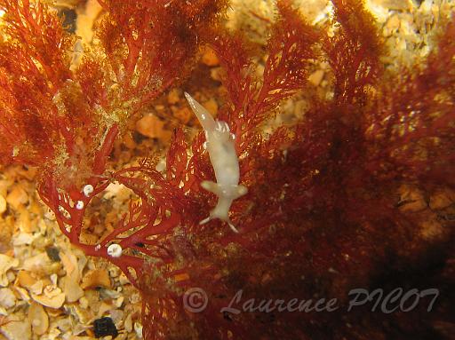 Trapania pallida 1.JPG - Mer de la Manche - Cherbourg